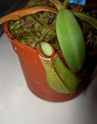 Nepenthes albomarginata